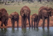 Ngutuni and Ziwani Safari & Diving Package Ngutuni Elephants