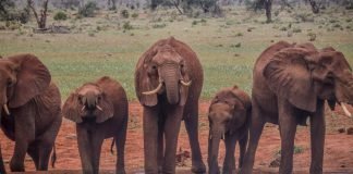 Ngutuni and Ziwani Safari & Diving Package Ngutuni Elephants