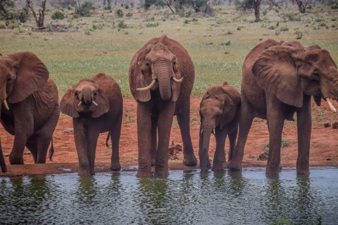 Ngutuni Elephants