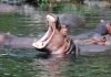 Tsavo West National Park Guide Tsavo West hippos