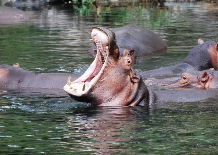 Tsavo West hippos