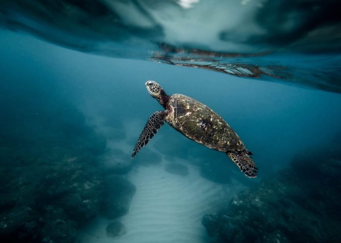 turtle