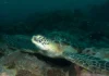 Sea Turtle Ecology Course in Diani — Dive Deeper Into the World of Kenya’s Most Loved Reef Residents sea turtle diani kenya marine life