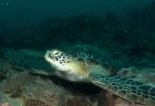 Sea Turtle Ecology Course in Diani — Dive Deeper Into the World of Kenya’s Most Loved Reef Residents sea turtle diani kenya marine life