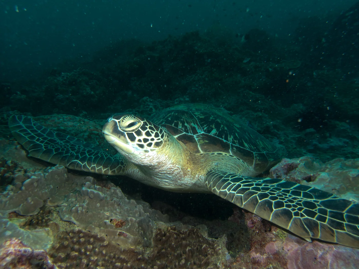 sea turtle diani kenya marine life