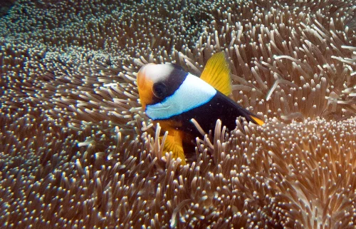 clownfish diani marine life
