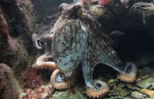 octopus diani marine life