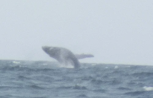 whale breaching diani