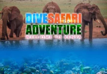 Dive and Safari Adventures in Kenya – The Ultimate Experience Dive and Safari Packages in Kenya
