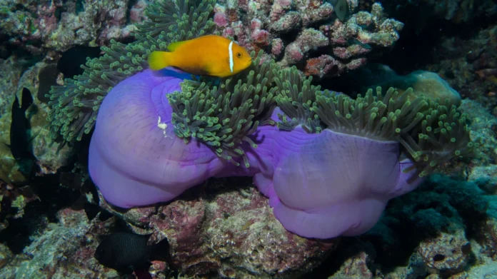 SSI Ecology Specialty Courses available at Ocean Tribe