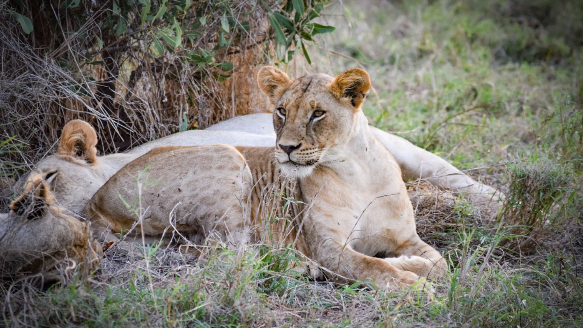 Lion resting in Tsavo East, photographed by Mark Slingo