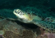 Sea Turtles in Diani, Kenya: Where and How to See Them Sea Turtle Diani
