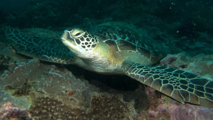 Sea Turtle Diani