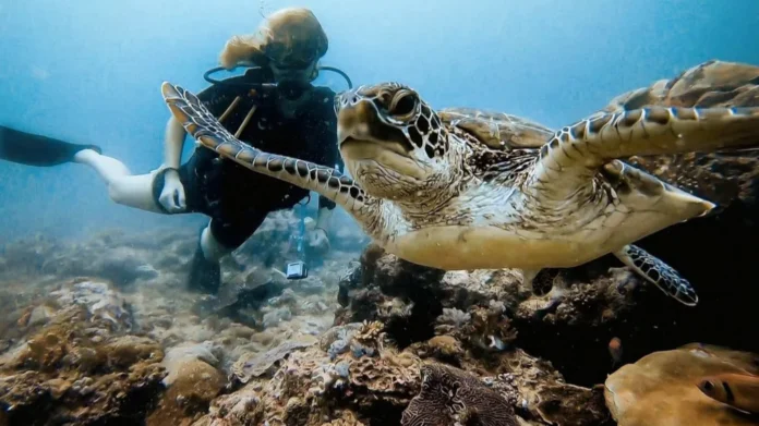 scuba diving diani