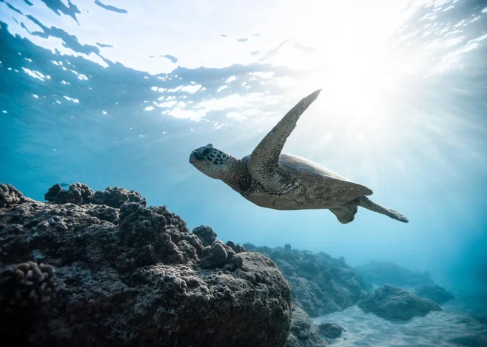 turtle diving kenya