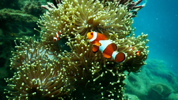 marine conservation diver