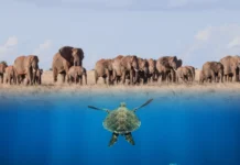 10-Day Dive Safari Package – Diani & Ngutuni Ngutuni 10 Day
