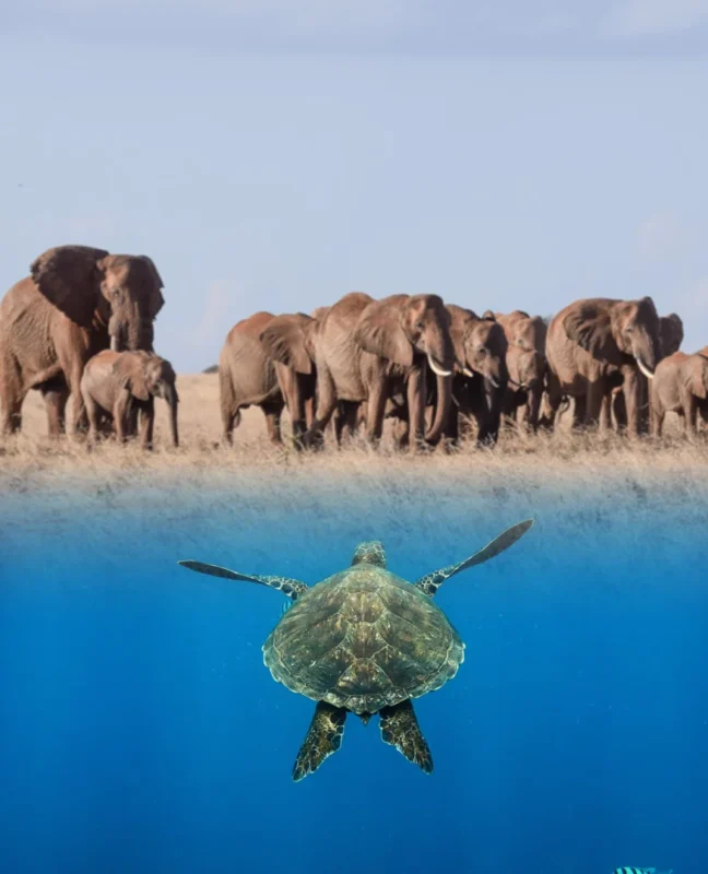 Diving and elephants on the Diani and Ngutuni package