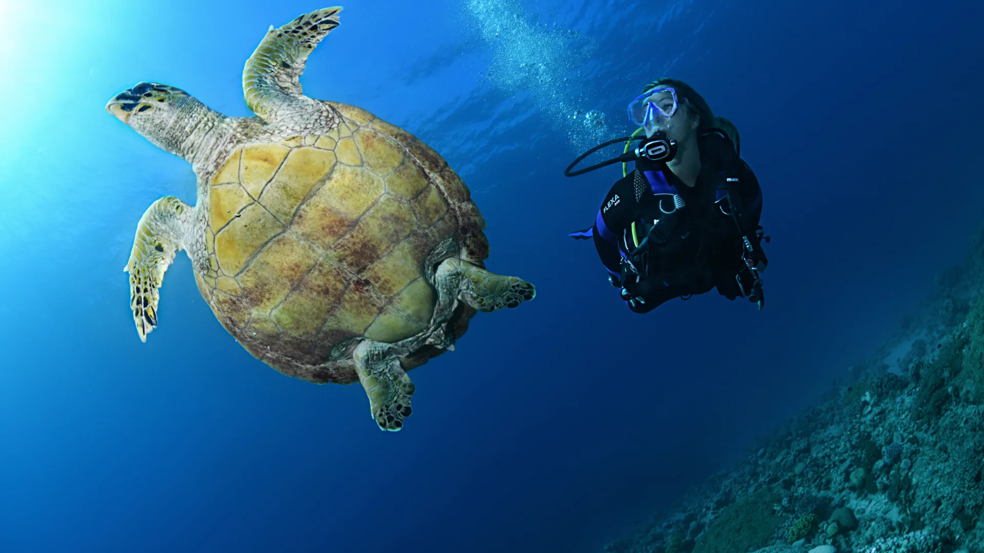 open water diver Open Water Diver