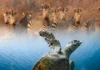 Dive and Safari Kenya Package | 10-Day Tsavo East dive and safari kenya package
