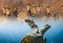 Dive and Safari Kenya Package | 10-Day Tsavo East dive and safari kenya package