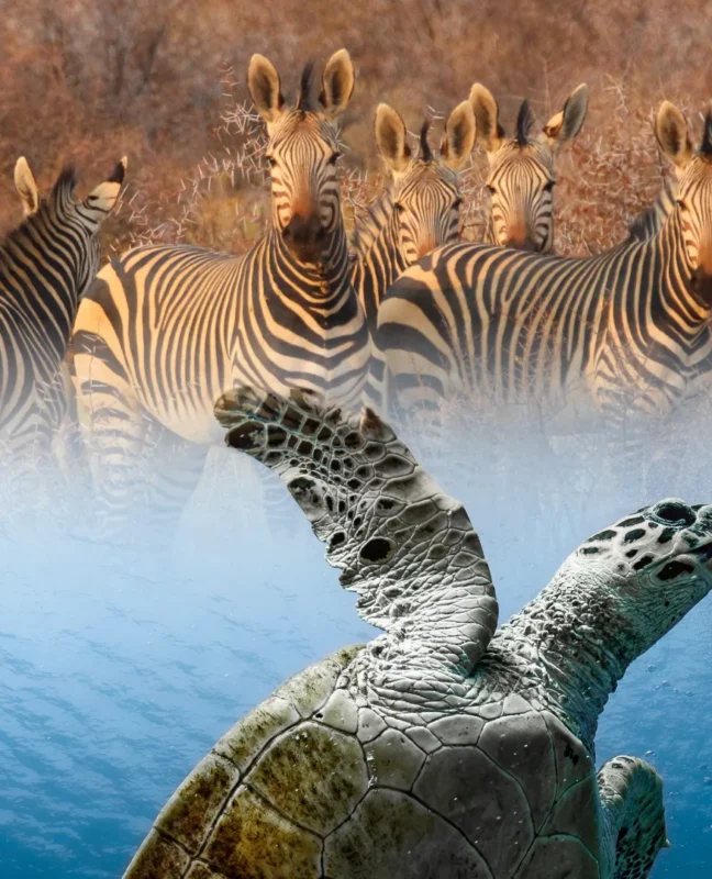 Diving and wildlife on the Tsavo East package