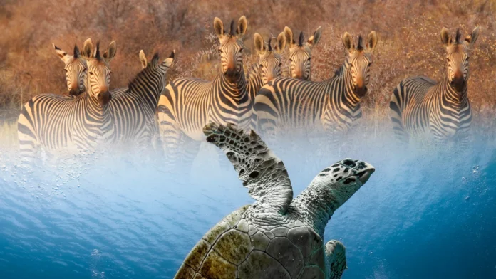 dive and safari kenya package