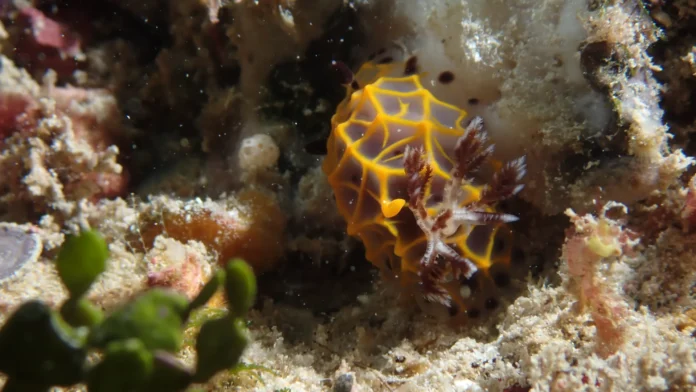 macro creatures in diani