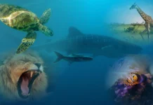 Diving in Kenya: Why It’s One of the Best Kept Secrets Scuba Diving in Kenya