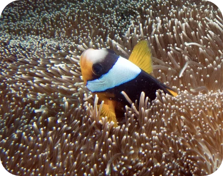 clown fish diani