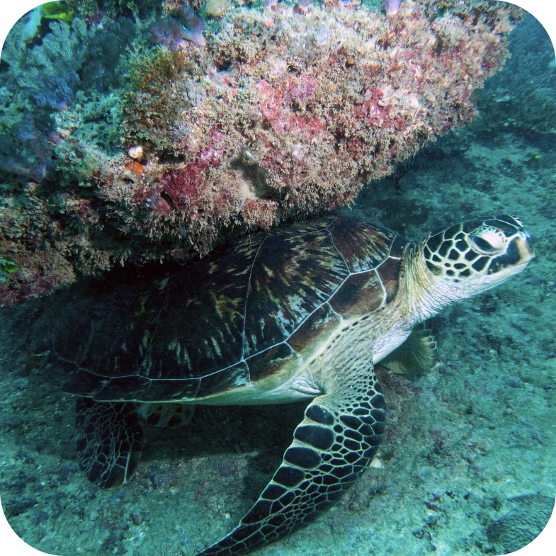 turtle diani