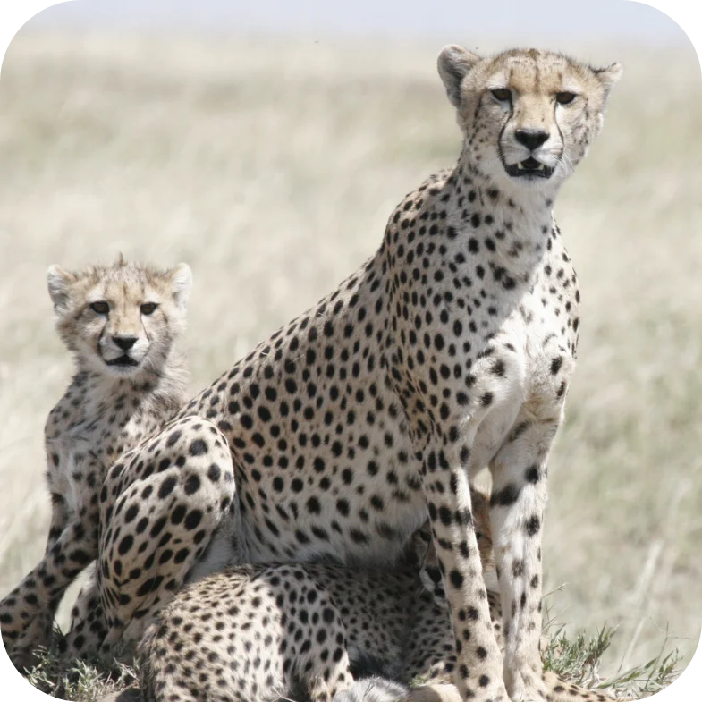 Cheetah safari kenya