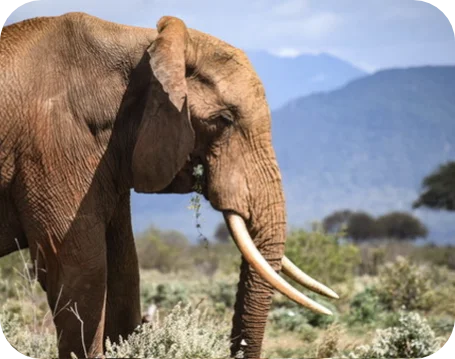 elephant safari Ngutuni kenya
