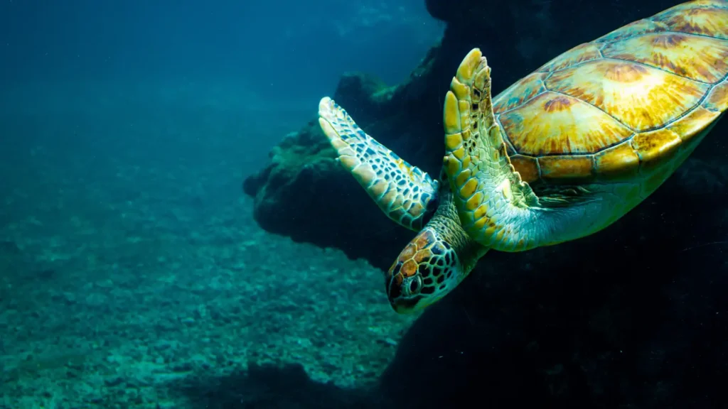 Dive ecology courses in Diani