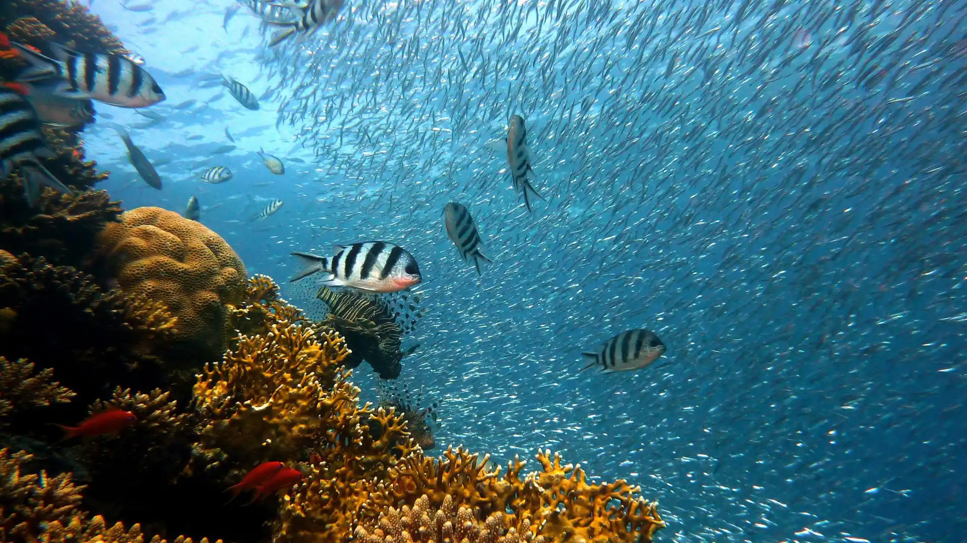 interacting with marine life