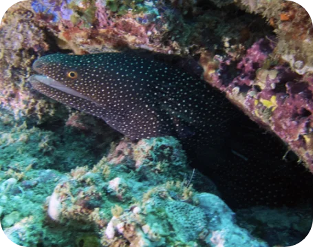 moray eel diani kenya