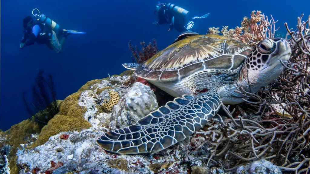 eco conscious diver