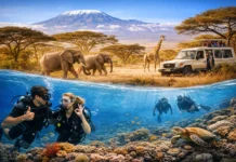 Why Come on a Dive Trip to Kenya in 2026 come to dive in kenya