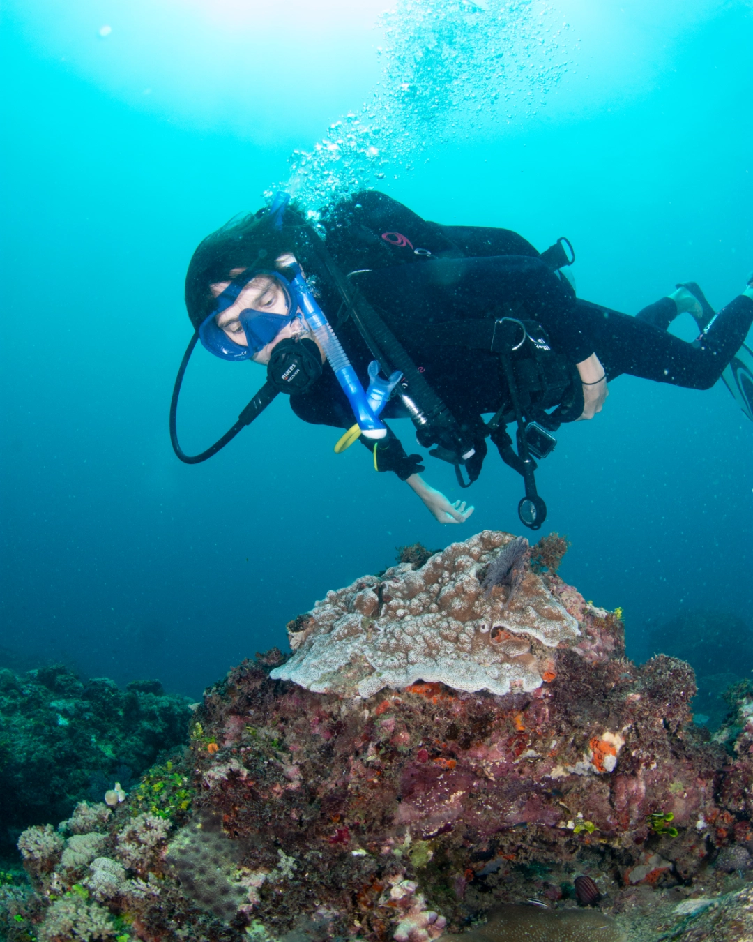 Ocean Tribe diving offer promotional artwork