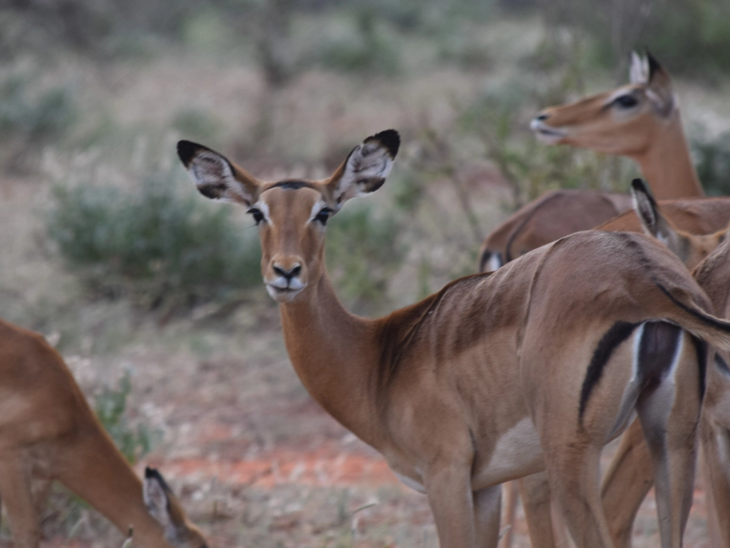 Dive and Safari packages - Impala