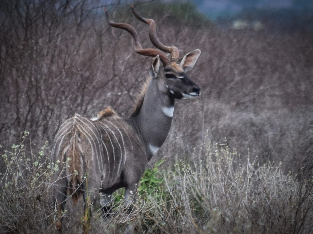 Dive and Safari packages - kudu