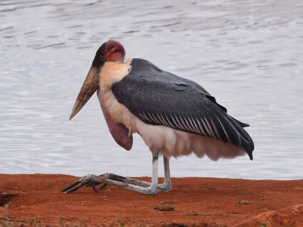 Dive and Safari packages - marabou
