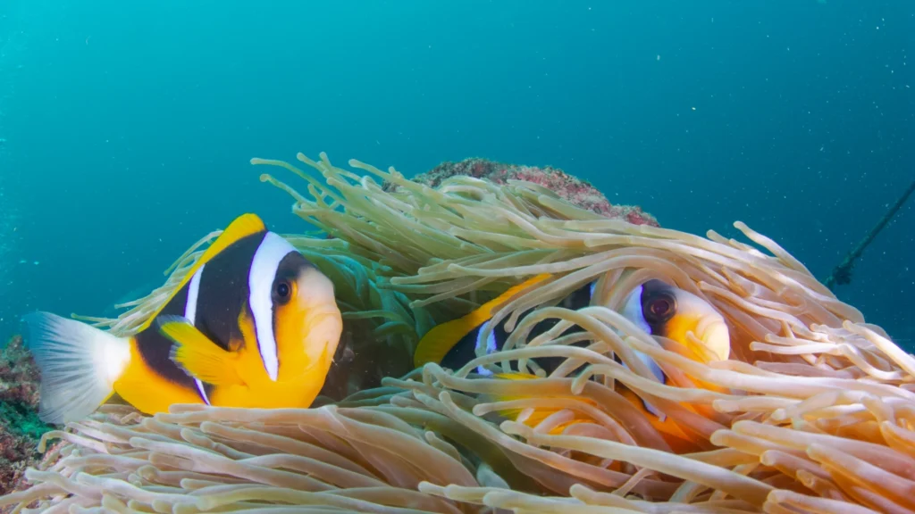 Open Water Diver Nemo