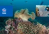 What is the Difference Between PADI Open Water and SSI Open Water? PADI Open Water course vs SSI Open Water Course