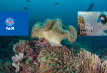 What is the Difference Between PADI Open Water and SSI Open Water? PADI Open Water course vs SSI Open Water Course