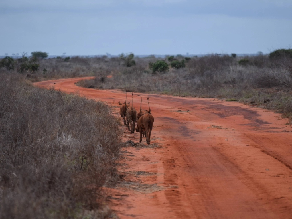 Dive and Safari packages - warthog