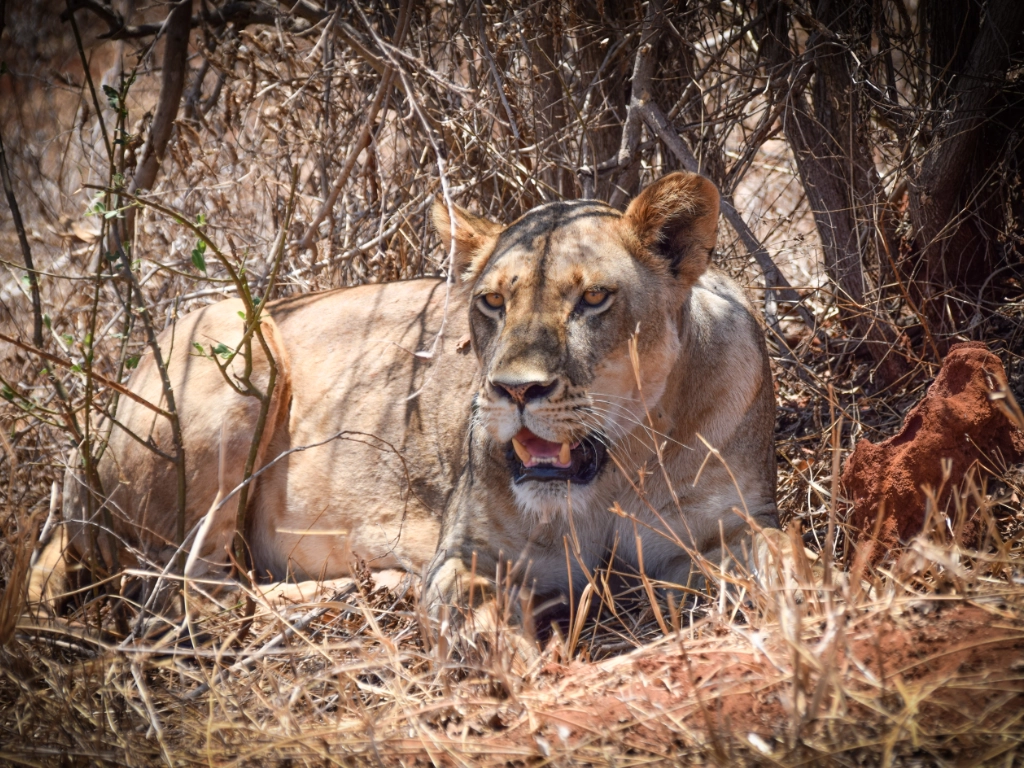 Dive and Safari packages - simba