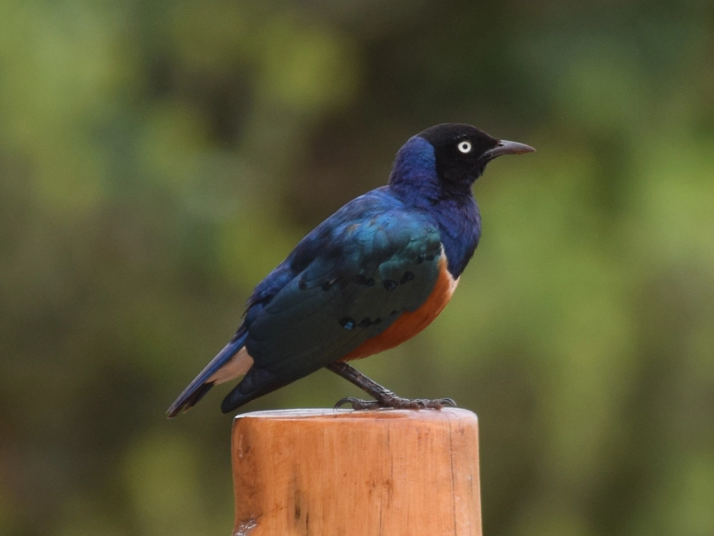 Dive and Safari packages - starling