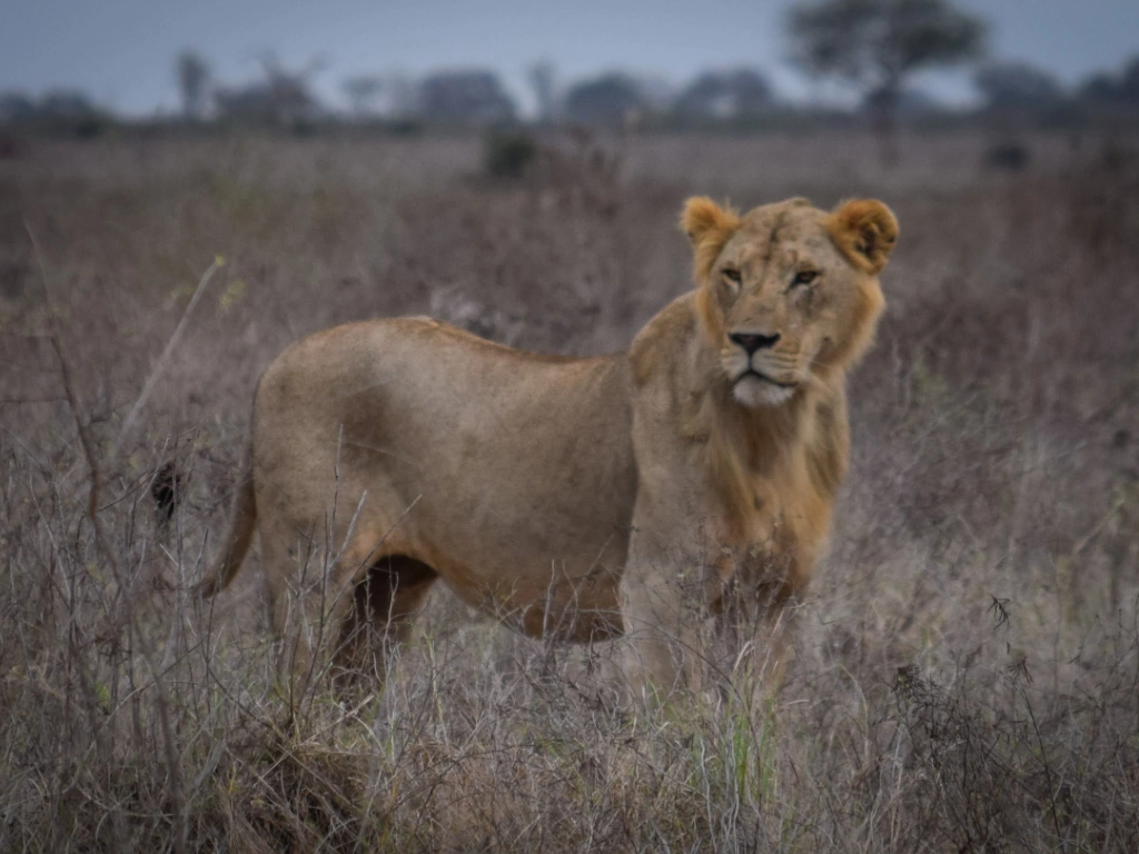 Dive and Safari packages - lion