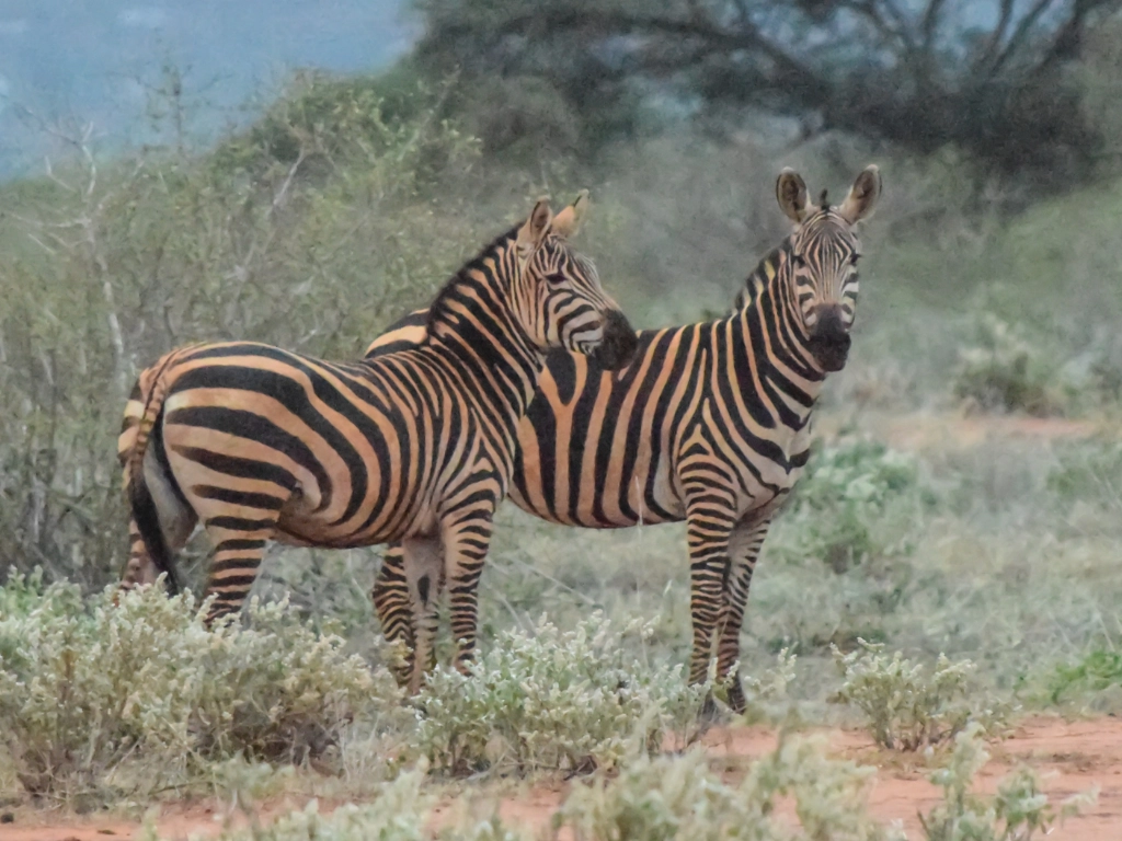 Dive and Safari packages - zebra